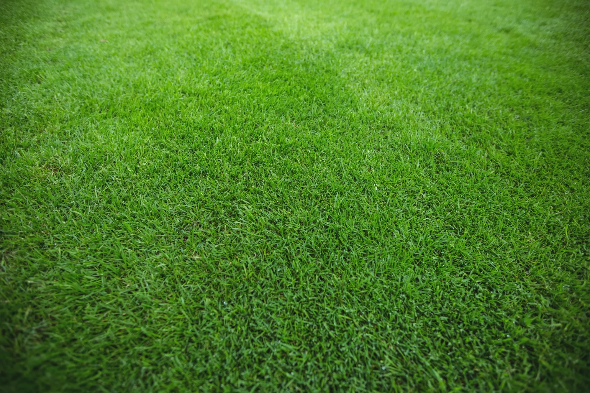 Lawn Irrigation Background